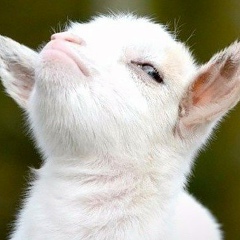 Анна Наливайко