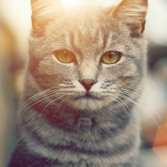 Иван Шибирин, 30.06.2003, Constantine