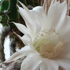 Татьяна Зуй, 22.12.1971, Санкт-Петербург