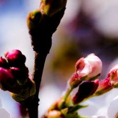 Nurzhamilya Zharkymbekova, 26.04.1995, Подсобное Хозяйство