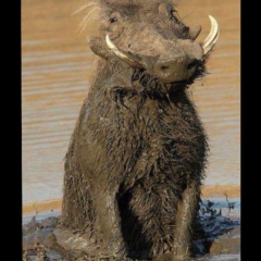 Татьяна Ремизова, 16.12, Санкт-Петербург