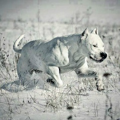 Игорь Принцев, 22.03, Коряжма