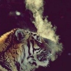 Шухрат Мукадамов, Алматы