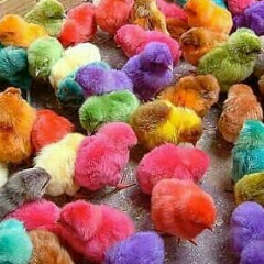 Жазира Бауыржанкызы, 09.01.1990, Талдыкорган