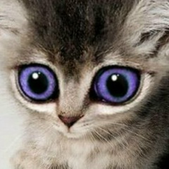 Дмитрий Чубарев, 05.10, Санкт-Петербург