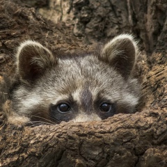Тихон Завьялов, 12.10.1987, Санкт-Петербург