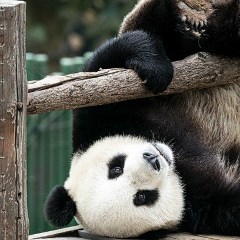 Русик Стоянов, 24.01