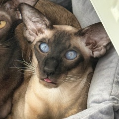 Олюшка Жулина, Краснодар