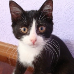 Анна Иванова, 15.08, Санкт-Петербург