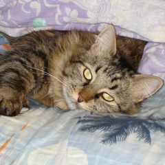 Андрей Образцов, 21.09.1980, Санкт-Петербург