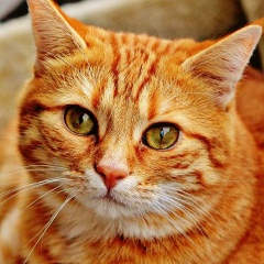 Наталья Дмитракова, 30.09.1959, Сумы