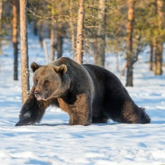 Grigoriy V, 30.12.1986, Лабытнанги
