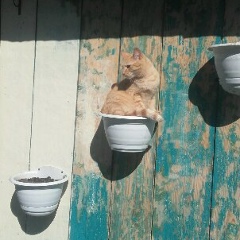 Елена Еленова, Ижевск