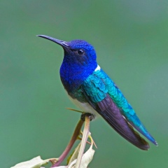 Анастасия Жданова, 21.12, Алматы