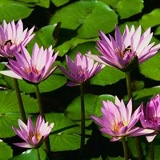 Ольга Бакалова, Каменское / Днепродзержинск