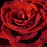 Firuza Dursunova, Алматы