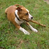 Надежда Добулевич, Ставрополь