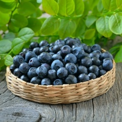 Пётр Рождественский, 16.01, Niono