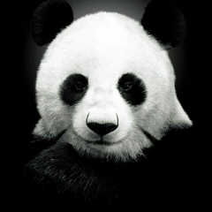 Владимир Резго, 10.02.1984, Москва