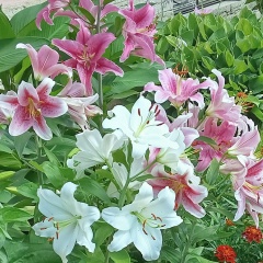 Любовь Этюева, 29.11, Санкт-Петербург