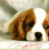 Андрій Андирсі, 26.01.1982, Львов