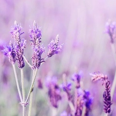 Алтана Гушаева, 27.06