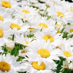 Фарида Алиева, 21.06.2006