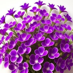 Svetlana Svetlanka, Санкт-Петербург