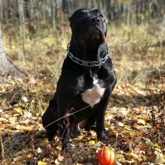 Эмилио Пирез, 30.04, Москва
