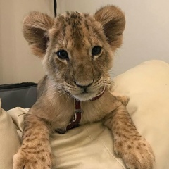 Расим Гамбаров, 07.12, Москва