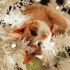 Светлана Пугачева, 13.09, Санкт-Петербург