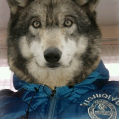 Daniil Abdiev, 24.11.1996, Кызыл-Кия