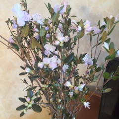 Елена Гончар, Москва