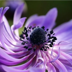 Елена Распорская, 27.04