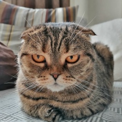 Тим Сушенцофф
