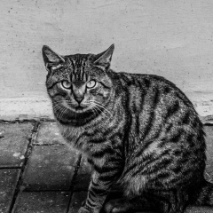 Артем Харитонов, 20.11.1986, Минск