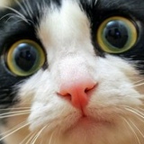 Наталья Макарова