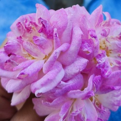 Сабина Язмедова, Туркменабад