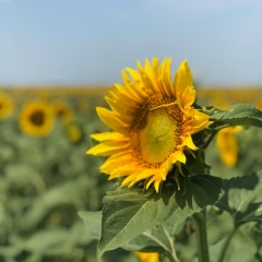 Алёна Невская, Йошкар-Ола