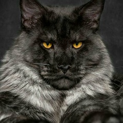 Рустам Далглыджев, Баку