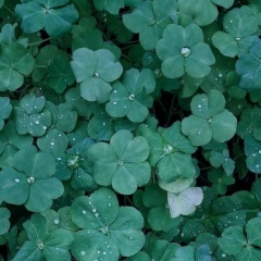 Maria Mscvt, Москва