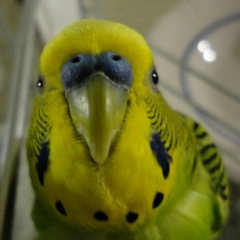 Арсений Калинин, Нижний Новгород