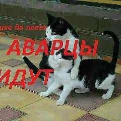 Аварец Магомедов, Махачкала