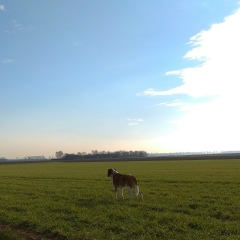 Igor Рубин, 14.09.1986, Köln
