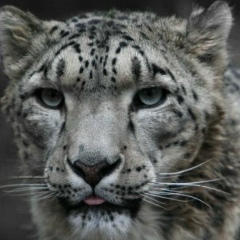 Dias Prmahan, 18.02.1994, Тараз