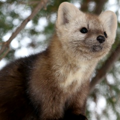 Антон Соболь, 24.11.1986, Запорожье