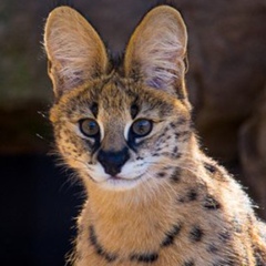 Роман Мірус, 19.11, Киев