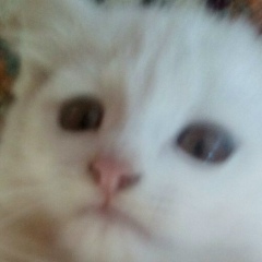 Амирв Магомедова, 06.03.1998