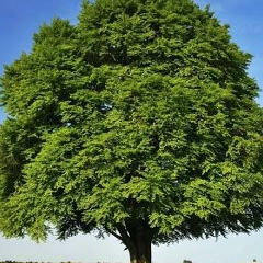 Маша Иванова, 01.01