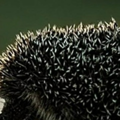 Таня Дивогриць, 20.04, Винница